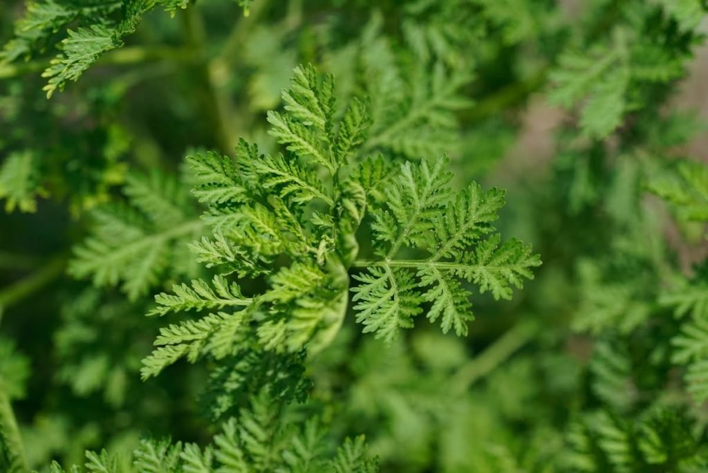 Artemisia Annua Could Be a Promising COVID-19 Treatment